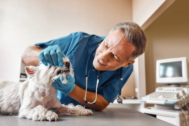 Best Emergency Denture Repair in Cherry Brah, NC
